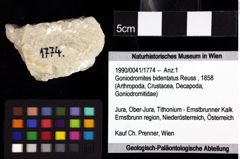 Foto (Objket + Etiketten) von Goniodromites sp. 